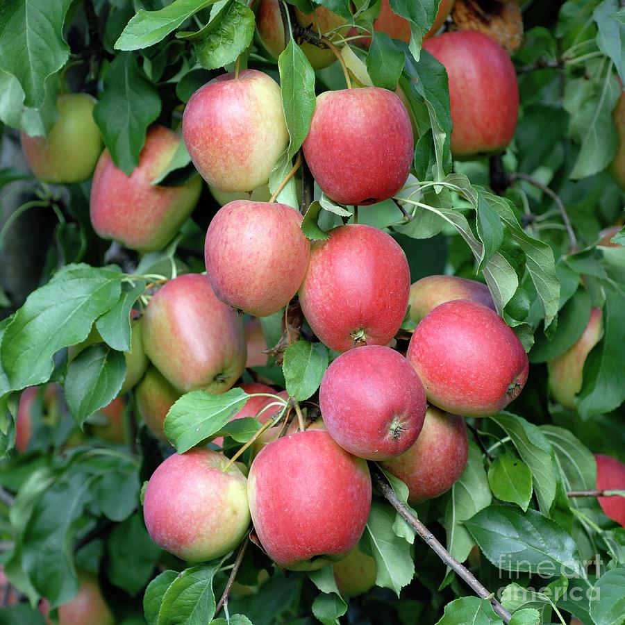 Apple (malus Domestica rewena) Photograph by Bildagentur-online/mcphoto-muller/science Photo Library