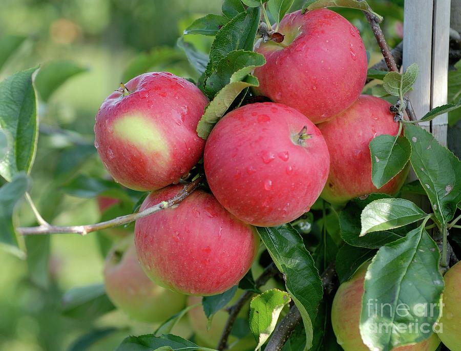 Apple (malus Domestica svatava) Photograph by Bildagentur-online/mcphoto-muller/science Photo Library