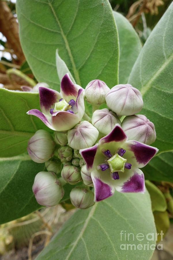 Apple Of Sodom (calotropis Procera) Photograph by Science Photo Library