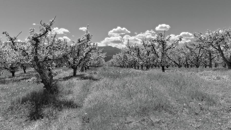 Apple Orchard Blossom Time Black And White Photograph
