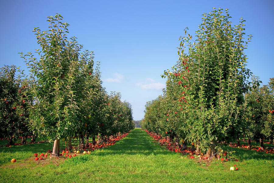 Apple Orchard Photograph by Design Pics / Blake Kent