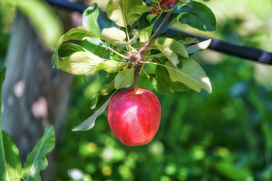Apple Orchard, Fishkill Farms, Ny Digital Art by Laura Zeid