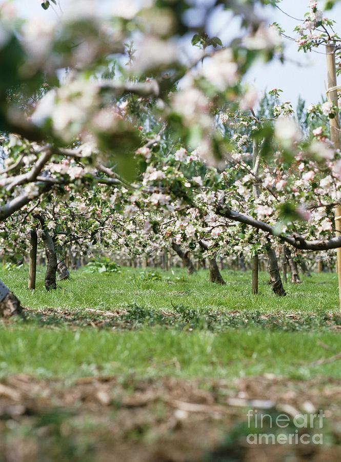 Apple Orchard Photograph by Rachel Warne/science Photo Library