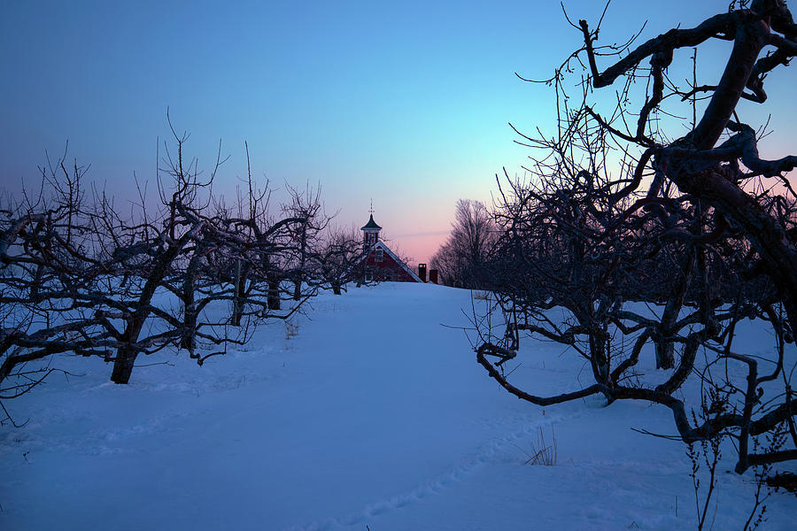 Apple Orchard Winter Sunset by Joann Vitali Apple Orchard Winter Sunset by Joann Vitali