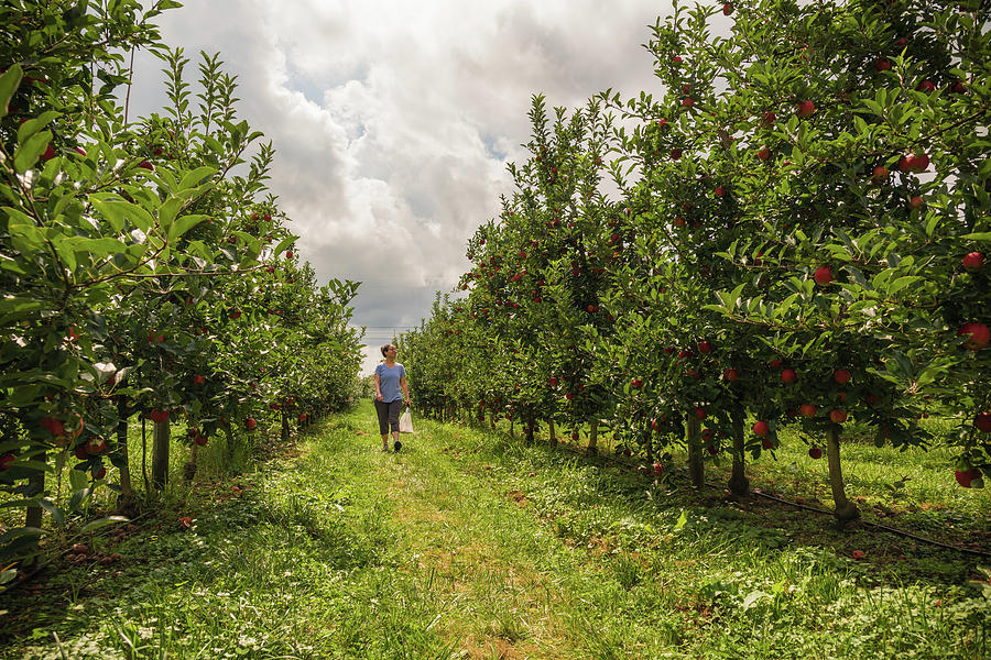 Apple Picking Photograph by Kristopher Schoenleber