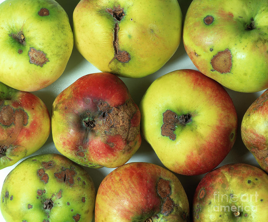 Apple Scab Fungus Infection Photograph by Astrid & Hanns-frieder Michler/science Photo Library