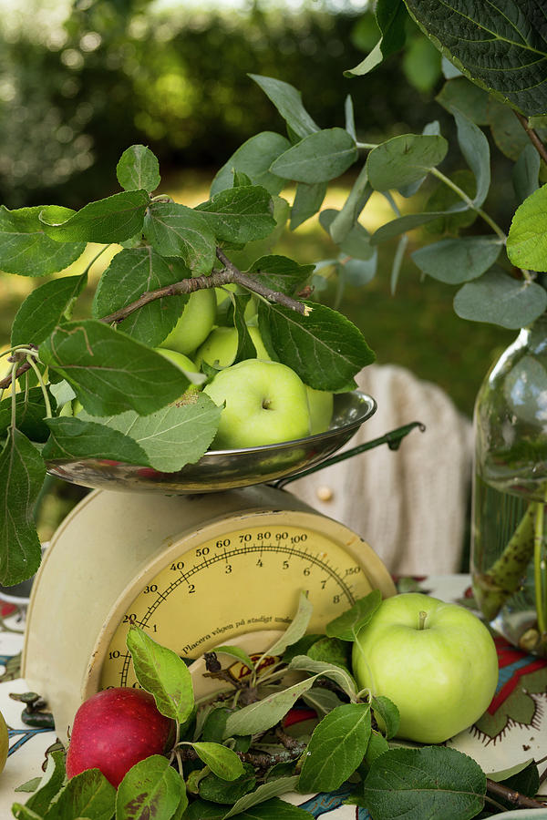 Apple Still Life With Scales Photograph by Cecilia Mller