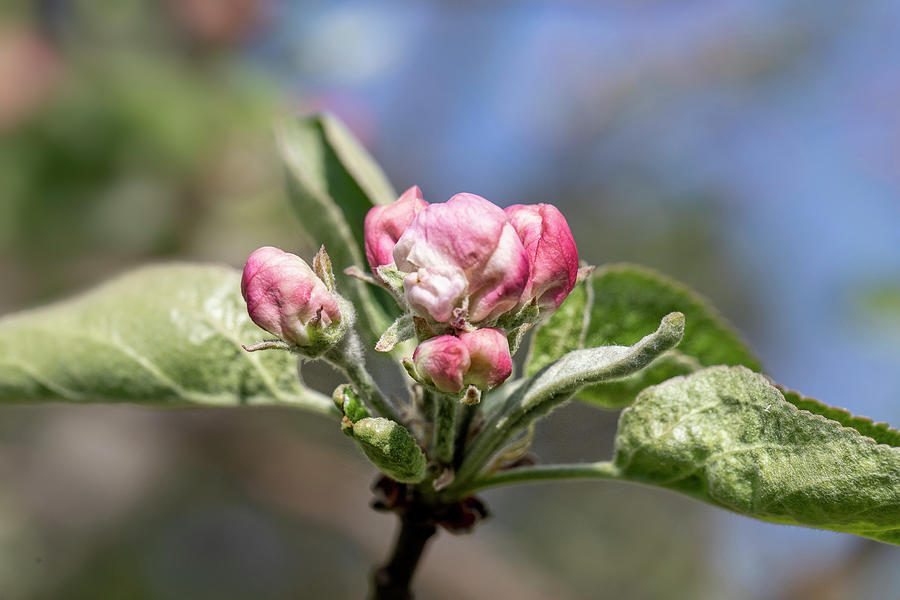 Apple Tree... Photograph by Aleksandrs Drozdovs