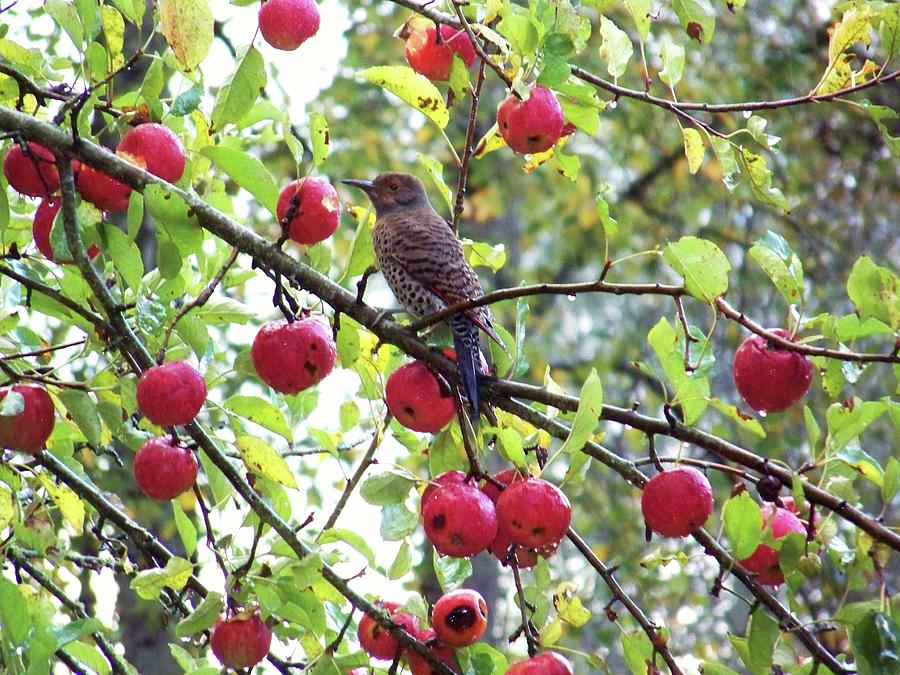 Apple Tree Bird Photograph by Julie Rauscher