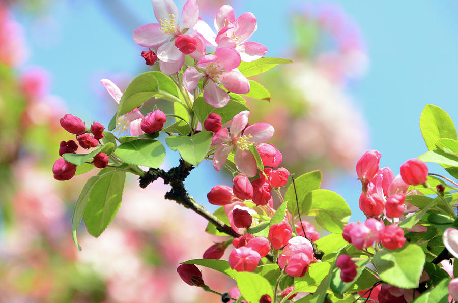 Nature Digital Art - Apple Tree Blossom by Uwe Niehuus
