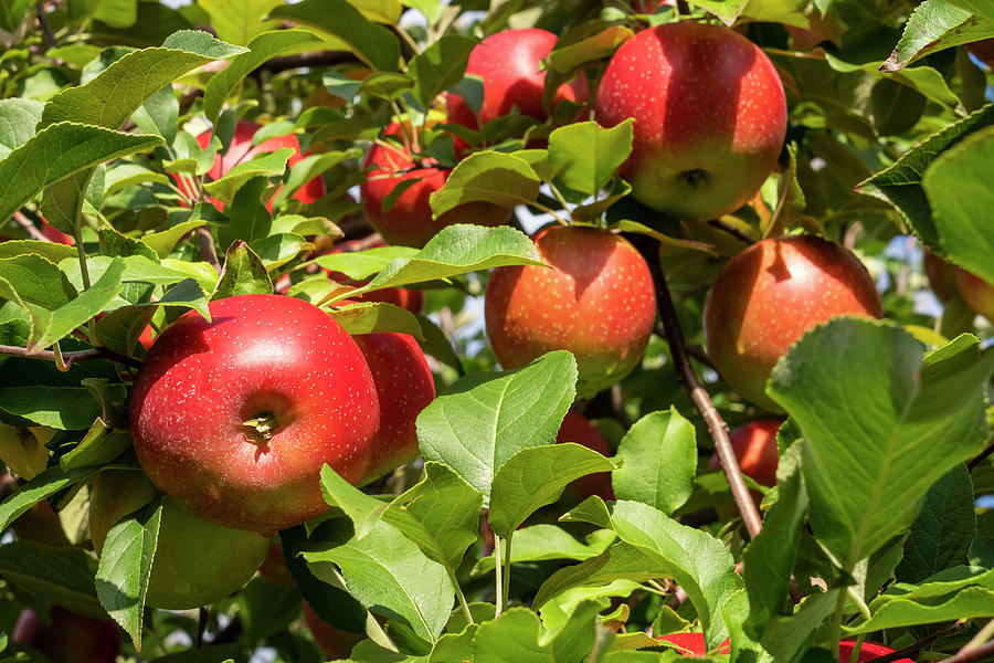 Apple Tree Closeup 2 Photograph by John Brueske - Fine Art America