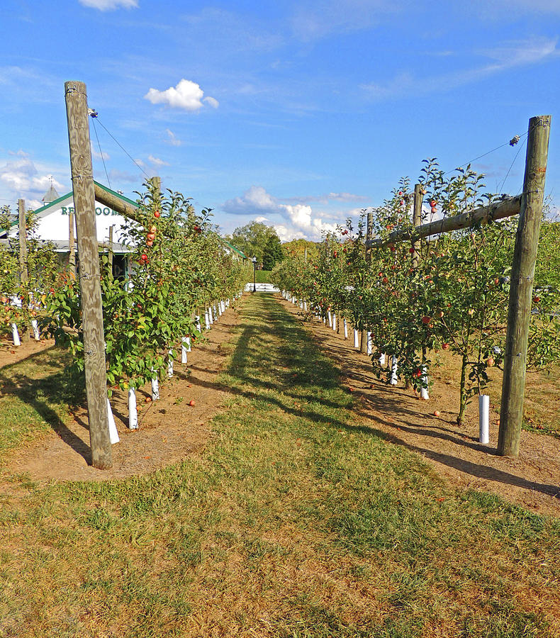 Apple Tree Grove Photograph By Marian Bell