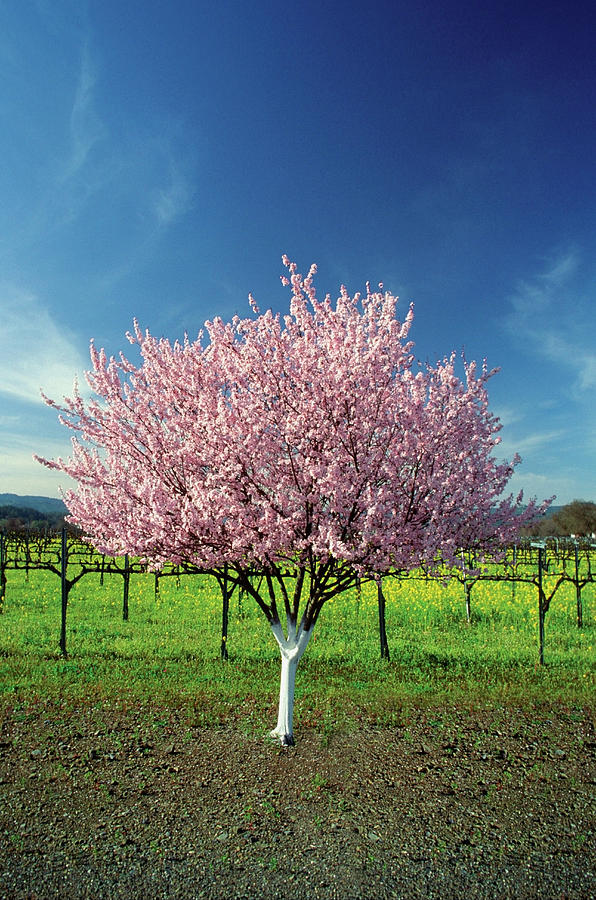 Apple Tree In A Field, Napa Valley Photograph by Medioimages/photodisc