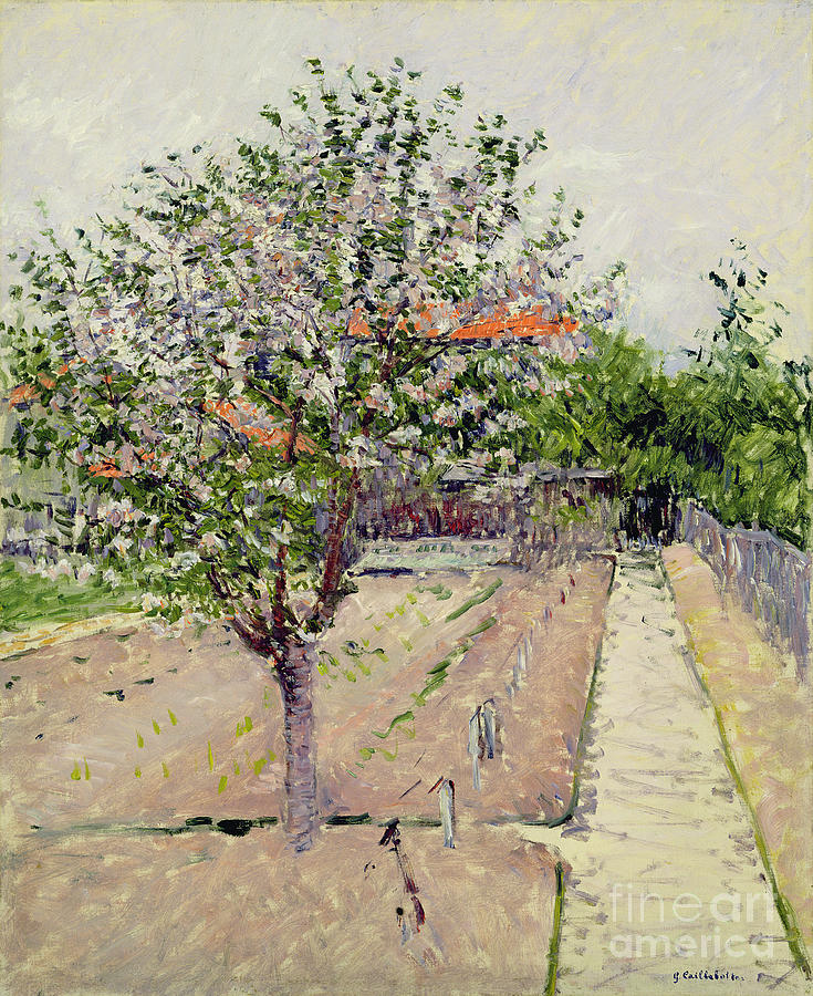 Spring Photograph - Apple Tree In Blossom, C.1885 by Gustave Caillebotte