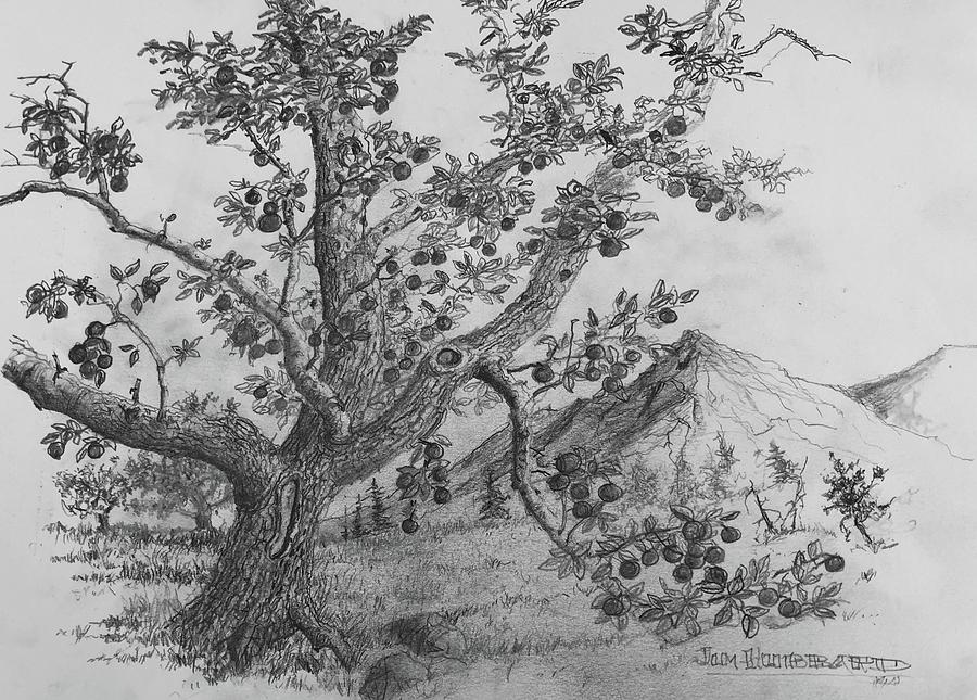 apple trees drawing