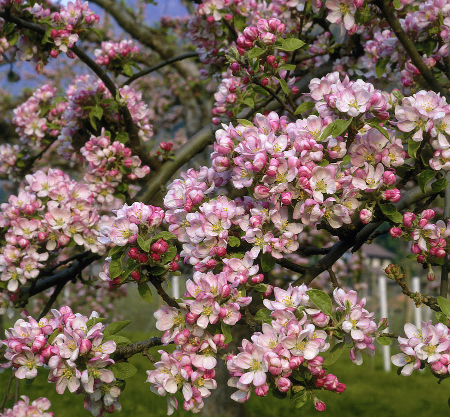 Apple Tree Digital Art by Johanna Huber - Fine Art America