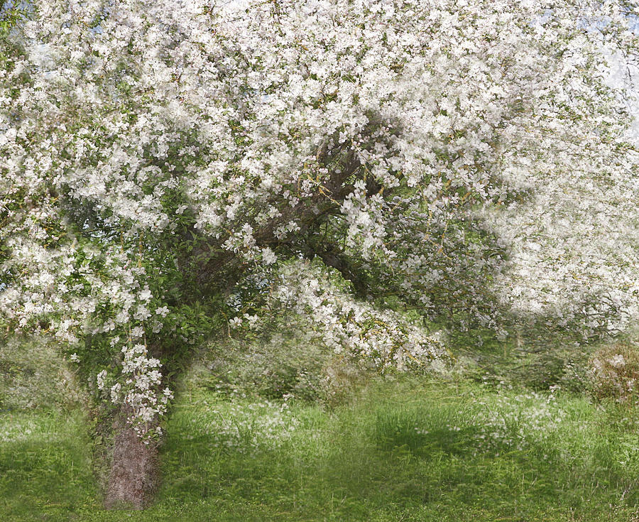 Spring Photograph - Apple Tree by Jutta Kerber