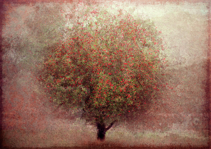 Flower Photograph - Apple Tree by Katarina Holmstrm