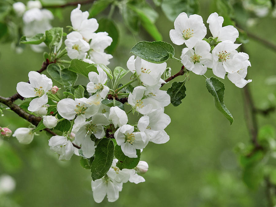 Apple Tree White Blossom Photograph