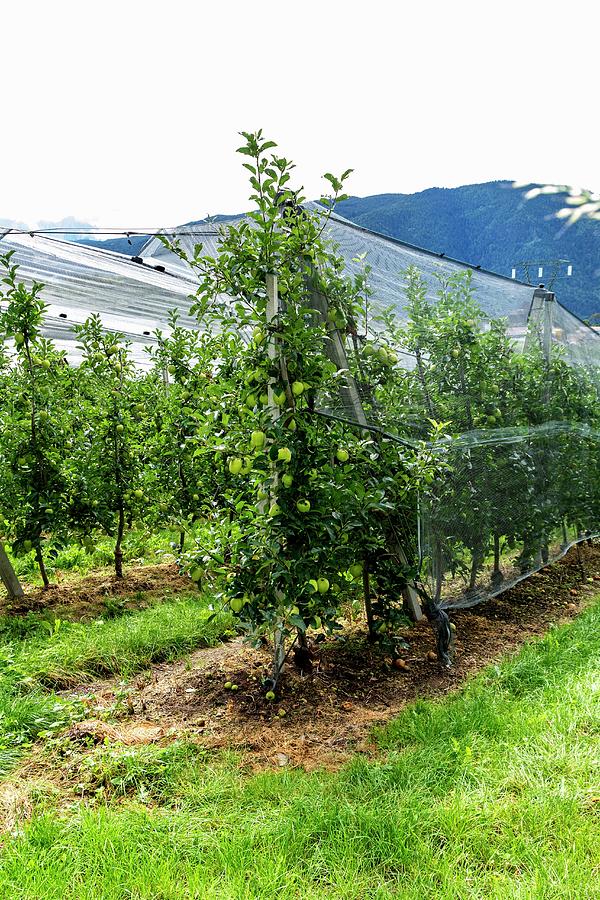 Apple Trees In An Orchard In Tyrol Covered With Nets Photograph by Chris Schfer