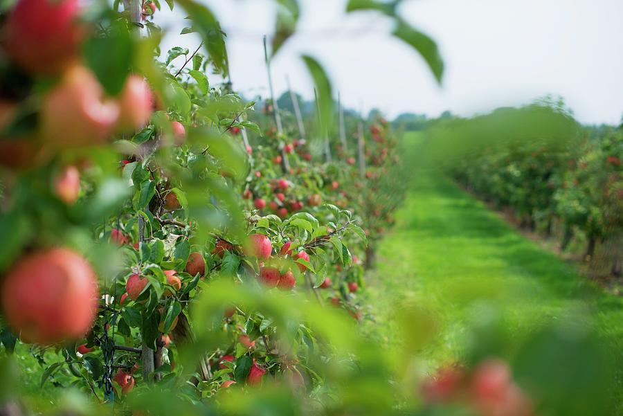 Apple Trees In An Orchard Photograph by Sebastian Schollmeyer