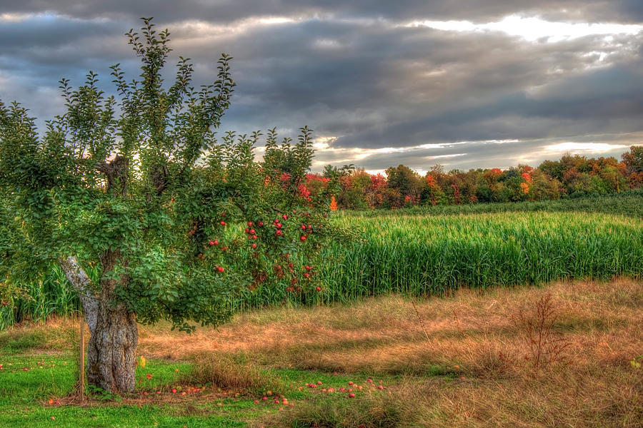 Apple Trees in Autumn - New Hampshire Photograph by Joann Vitali