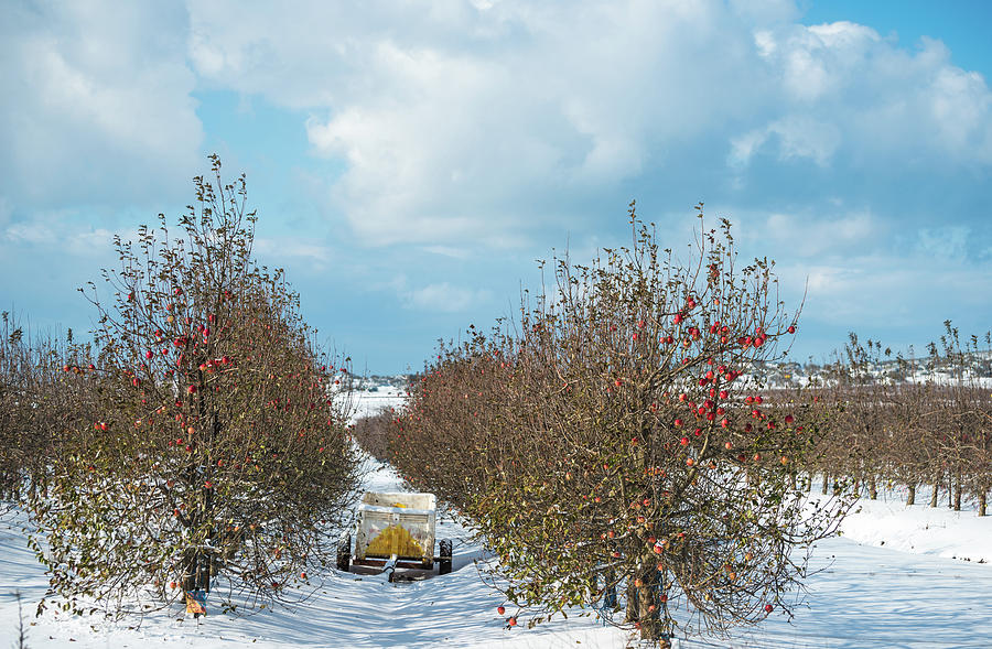 Apple Trees In The Snow Photograph by Ran Zisovitch