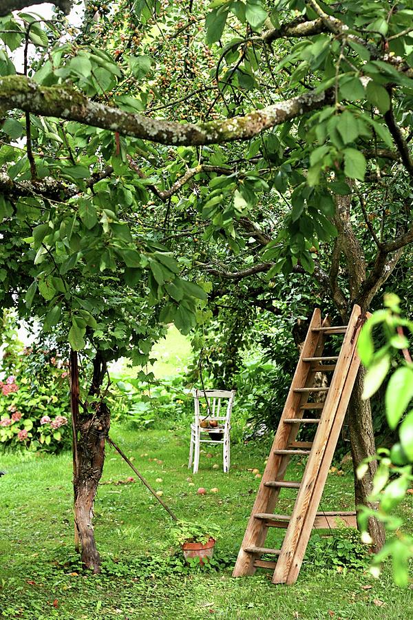 Apple Trees & Ladder Leaning On Cherry Tree In Garden Photograph by Alexandra Panella
