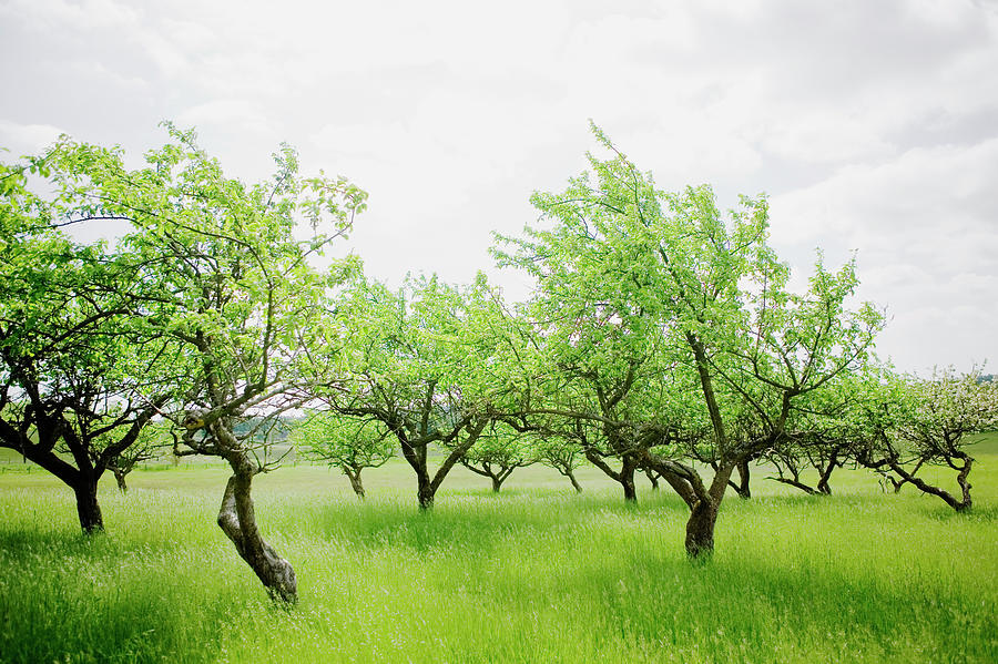 Apple-trees Skane Sweden Photograph by Roine Magnusson