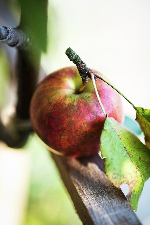 Apple With Stalk And Leaves Photograph by Eising Studio