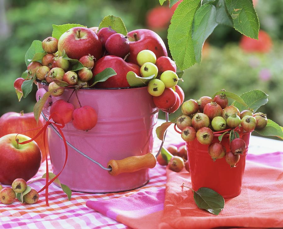 Apples And Crab Apples In Small Buckets Photograph by Strauss, Friedrich