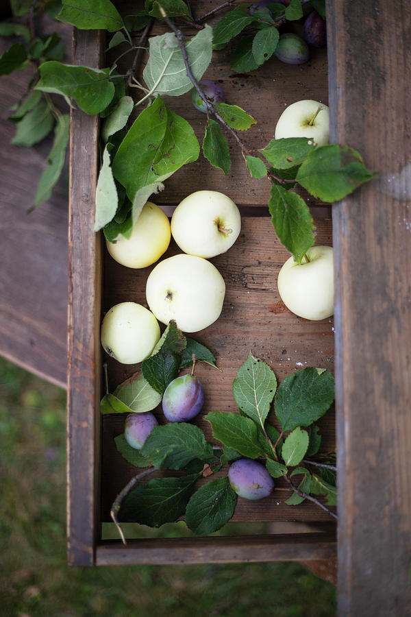 Apples And Damsons On A Wooden Table In A Garden Photograph by Anna-lena Rpfl