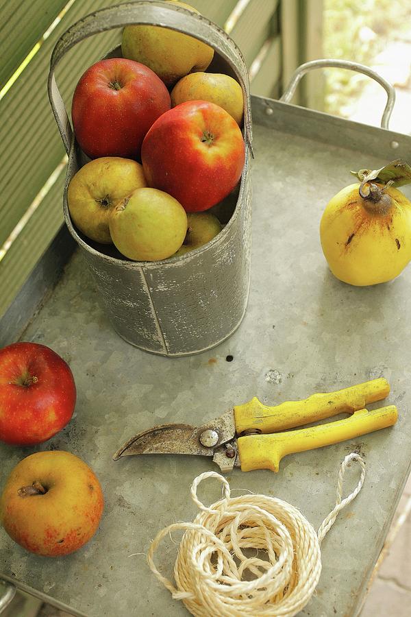 Apples, Garden Scissors & Yarn On Zinc Tray Table Photograph by Bodo Mertoglu