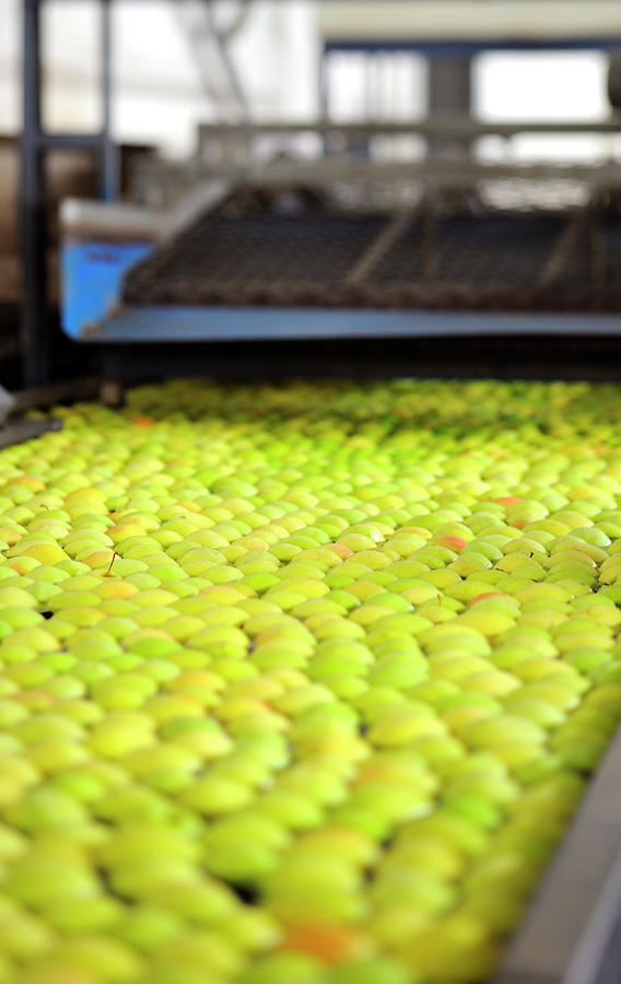 Apples In A Factory Photograph by Carnet