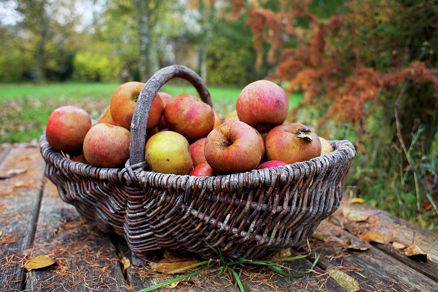 Apples In A Harvesting Basket On A Wooden Table In An Autumn Garden Photograph by Schmid, Ulrike