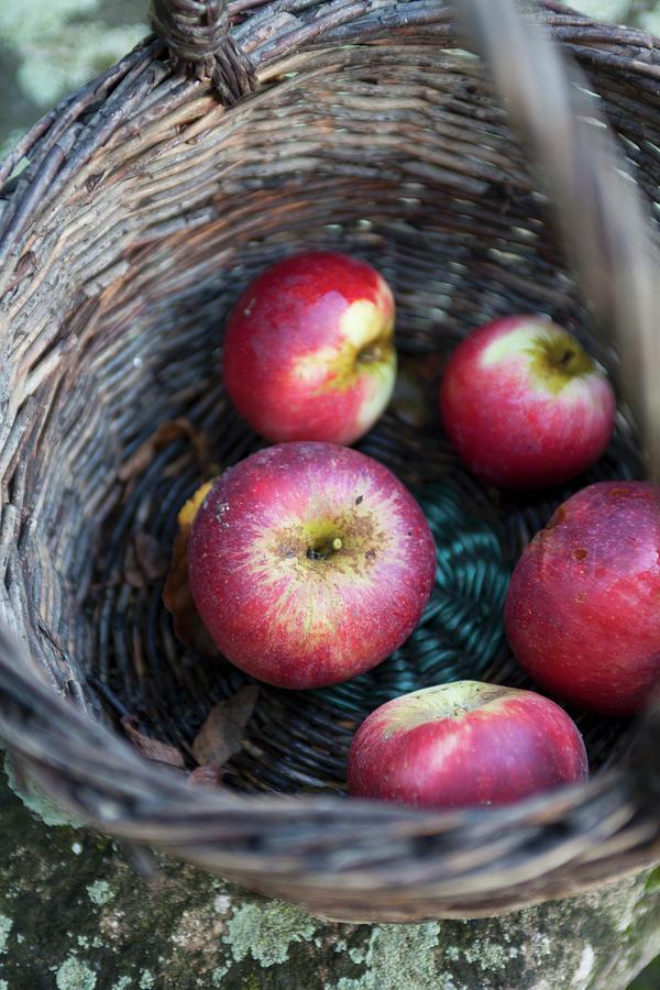 Apples In A Woven Basket Photograph by Joerg Lehmann