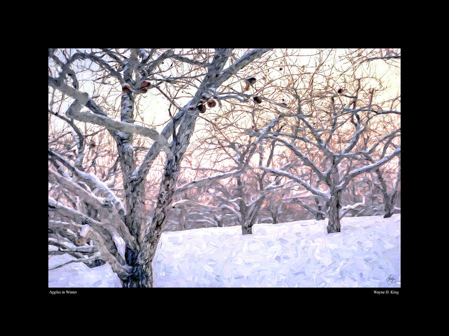 Apples in Winter Fine Art Poster Photograph by Wayne King