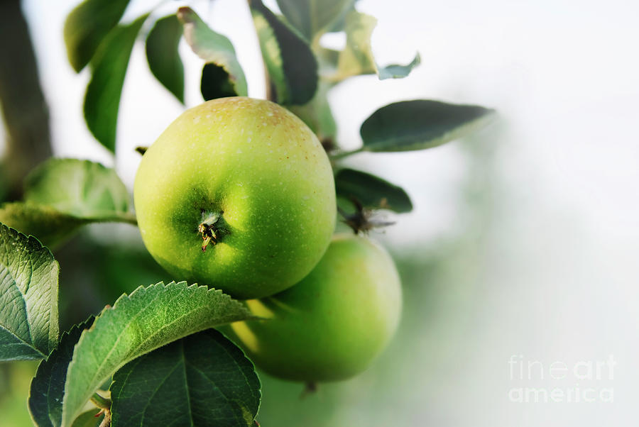 Apples Photograph by Jelena Jovanovic