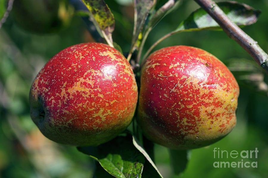 Apples (malus lord Hindlip) Photograph by Dr Keith Wheeler/science Photo Library