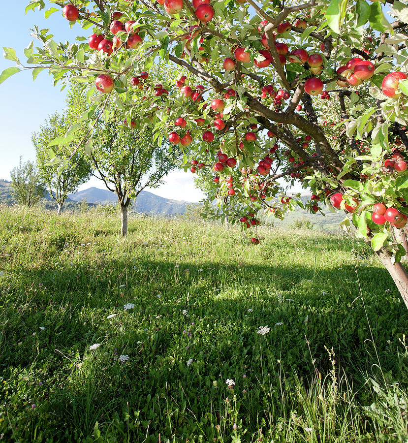 Apples On Branch Photograph by Alexandrumagurean