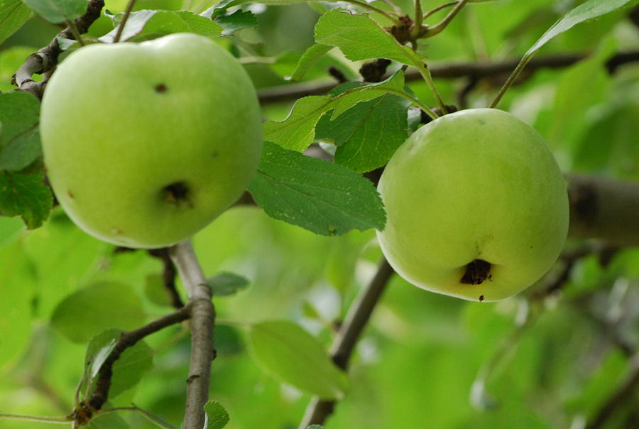 Green Apples Onto An Apple Tree Photograph by Ee Photography