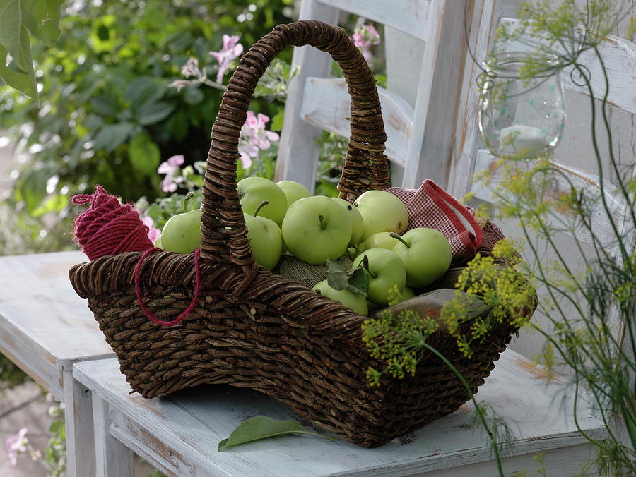 Apples weisser Klarapfel Syn. kornapfel jakobiapfel Freshly Harvested Photograph by Friedrich Strauss