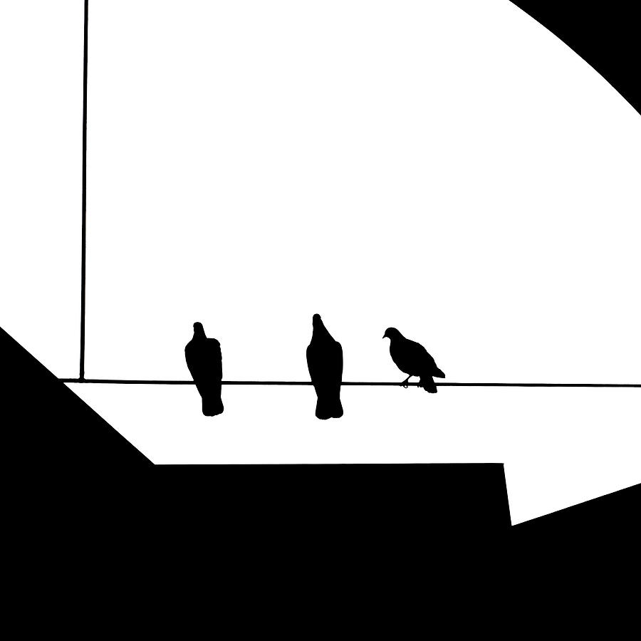 Pigeon Photograph - Approach by Klaus Lenzen