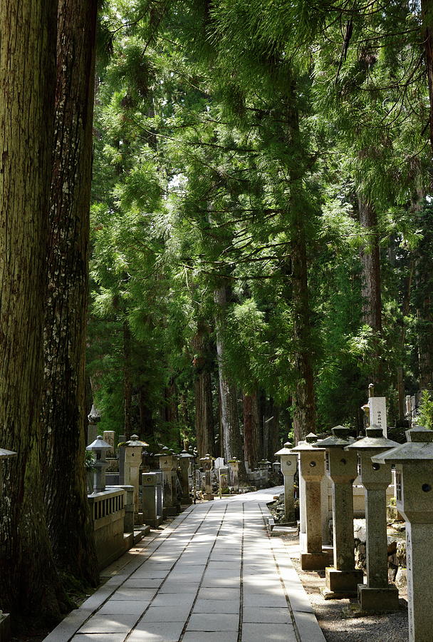 Nature Photograph - Approach To A Shrine Of Japanese Cedar by Sot
