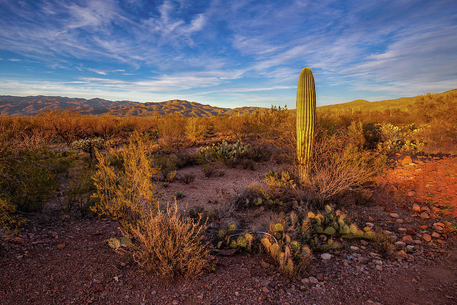 Approaching Evening in the Desert. Photograph by Lon Dittrick | Fine ...