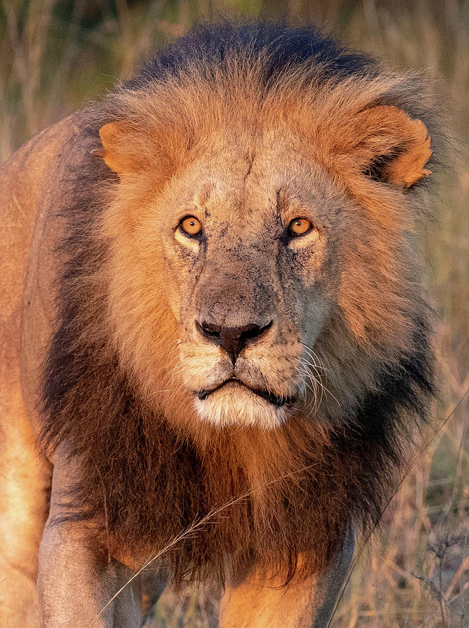 Wildlife Photograph - Approaching Lion by Kathy Mansfield