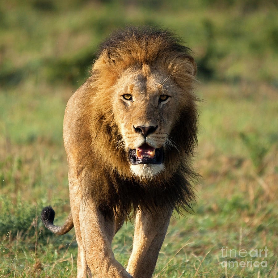 Approaching Lion Photograph by Wldavies