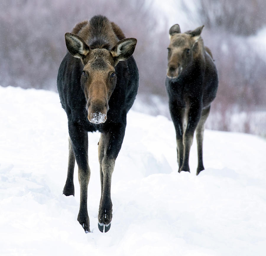 Approaching Moose Photograph by Art Cole