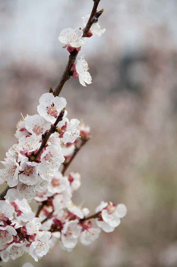 Apricot Blossom Photograph by Driendl Group