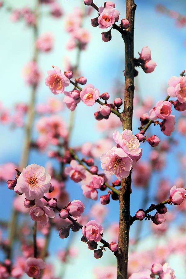 Apricot Blossom Photograph by Jessica Jenney